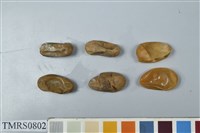 藏品(臺灣鈍頭蛇蛋)的圖片